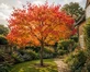 Liquidambar Styraciflua Sweet Gum Tree XL 5ft Tall in a 7.5L Pot By Direct Plants