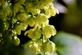 Mahonia Winter Sun XL Evergreen Shrub 2-3ft Instant Gardening Winter Flowering 7.5L Pot By Direct Plants
