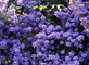 Ceanothus Dentatus Large 3-4ft Supplied in a 5 Litre Pot
