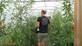 18FT WIDE X 42FT LONG LARGE COMMERCIAL HEAVY DUTY POLYTUNNEL KIT - PROFESSIONAL GREENHOUSE