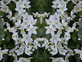 Solanum Jasminoides Alba Climbing Plant 3-4ft Supplied in a 3 Litre Pot