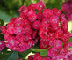 Crataegus Laevigata 'Rosea Flore Pleno' Tree 5-6ft Supplied in a 7.5 Litre Pot