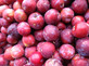 Prunus Victoria Plum Fruit Tree 2-3Yr 5-6ft Supplied in a 7 Litre Pot