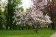 1X 3-4FT LARGE MAGNOLIA SOULANGEANA PLANT - FRAGRANT TREE - 3L