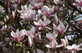 1X 3-4FT LARGE MAGNOLIA SOULANGEANA PLANT - FRAGRANT TREE - 3L