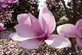1X 3-4FT LARGE MAGNOLIA SOULANGEANA PLANT - FRAGRANT TREE - 3L