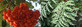 Sorbus Asplenifolia Cut Leaf Rowan Mountain Ash Tree 6ft Supplied in a 7.5 Litre Pot