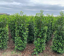 Large Root Ball Hedging