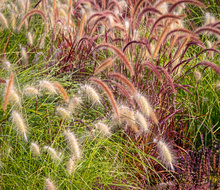 Ornamental Grasses