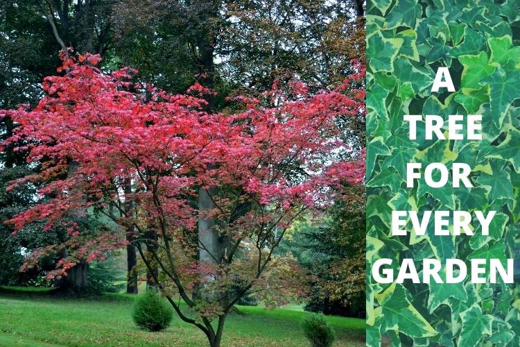 Ornamental garden trees - why gardeners love them