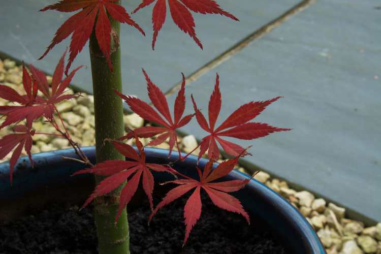 20 reasons to plant acers in pots