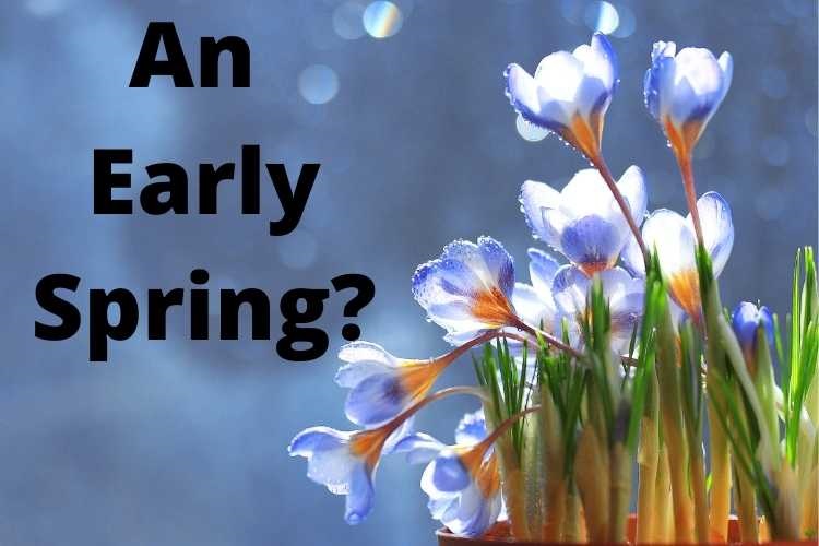 The snowdrops are out so it must be spring again -or is it?