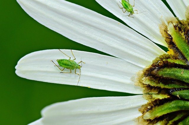 Treating greenhouse and polytunnel pests - Ask the Expert