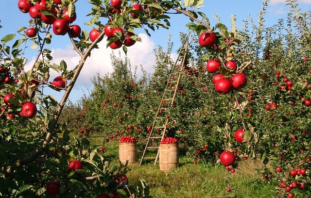 How to plant and grow fruit trees