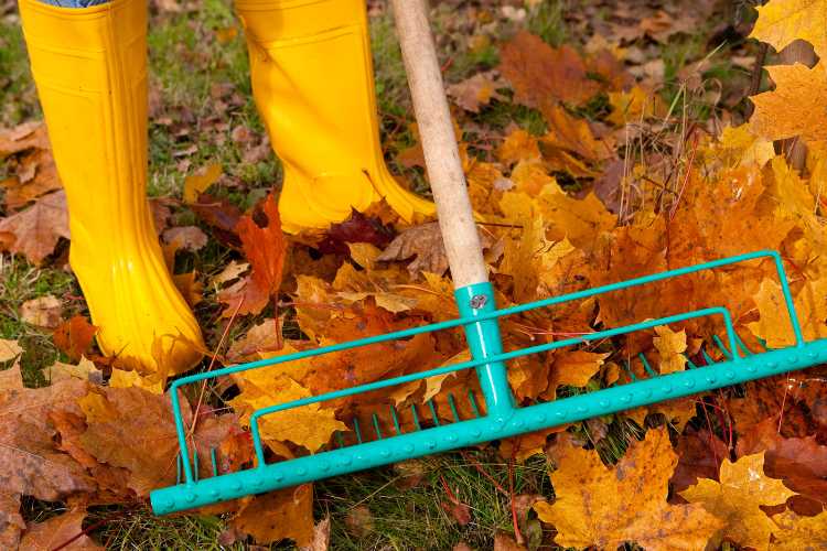 20 Autumn Gardening Jobs to Tackle Today