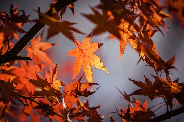 Why October is a great month in the garden