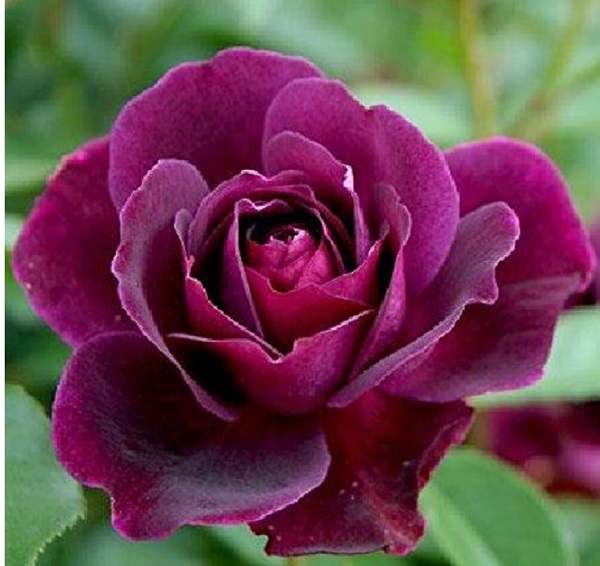 Best roses to grow in a pot