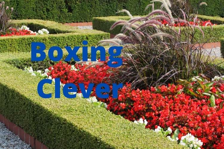 What is box hedging and how to plant it