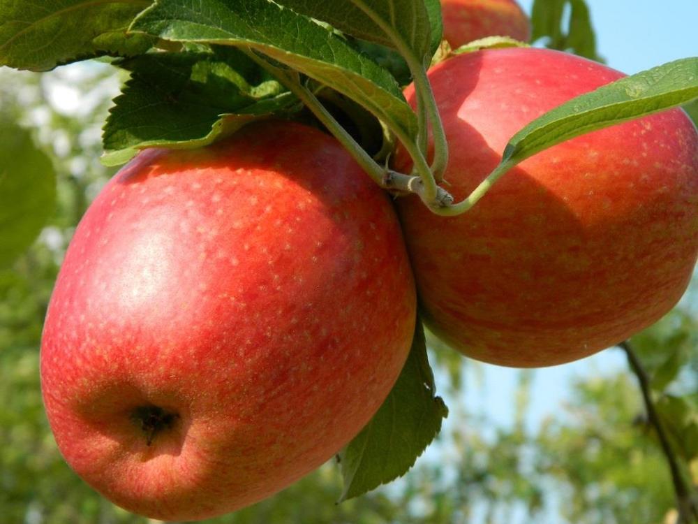 5 dwarf apple trees for your patio