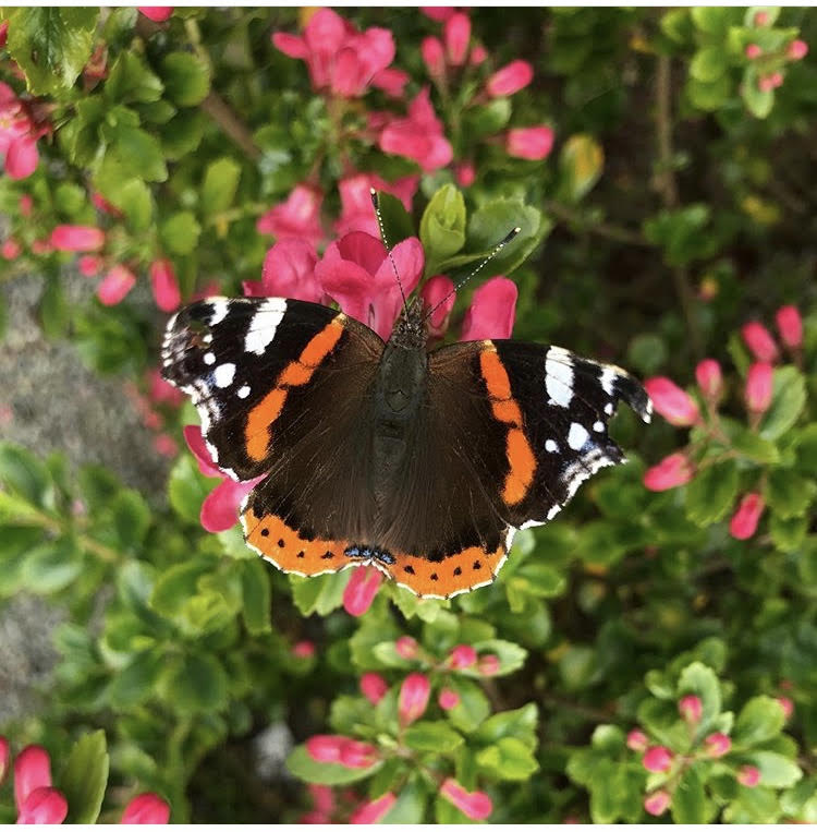 Wildlife Gardening