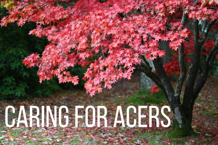 How to Care for a Japanese Maple