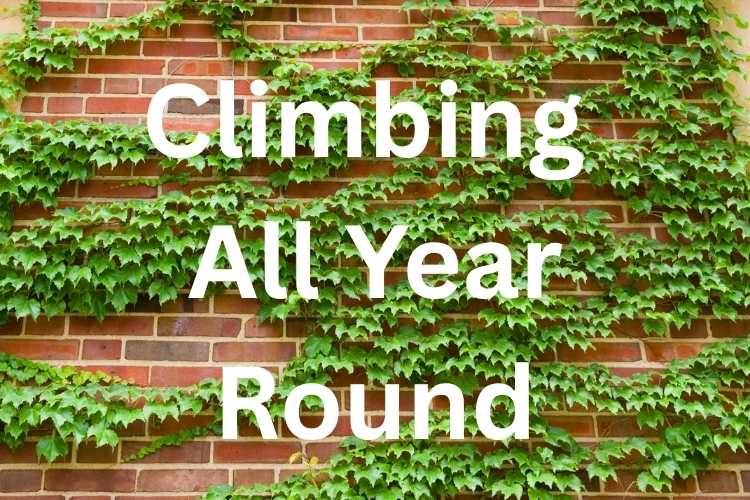 The Best Evergreen Climbing Plants for Year-Round Colour and Coverage