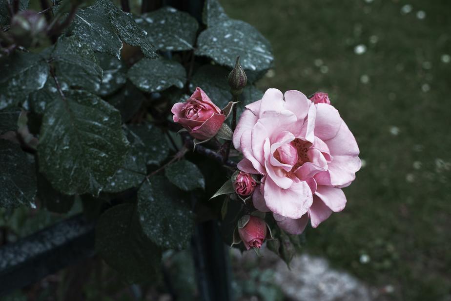 Top tips on how to grow a climbing rose