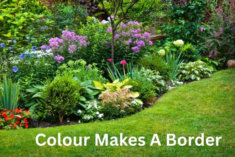 Colour Themes for Planting Borders: How to Create a Cohesive Look Colour Themes for Planting Borders: How to Create a Cohesive Look