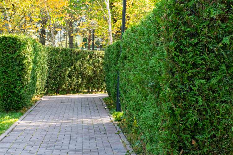 Conifer Trees for Hedging: The Pros and Cons