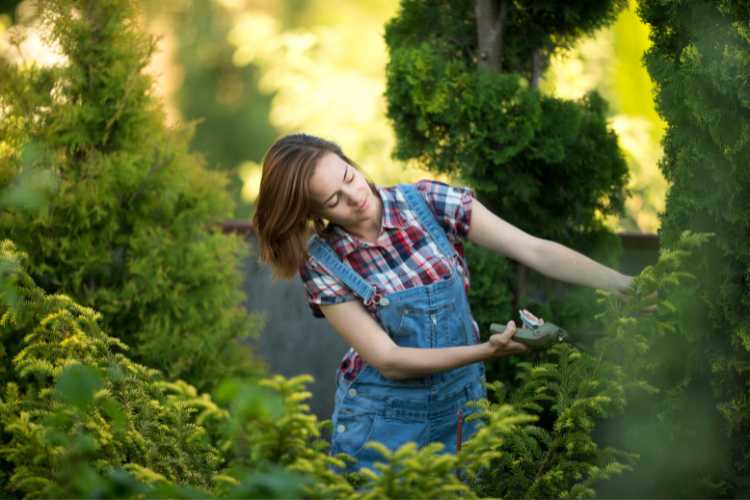 Conifers: The Perfect Plants for Borders, Pots, and More