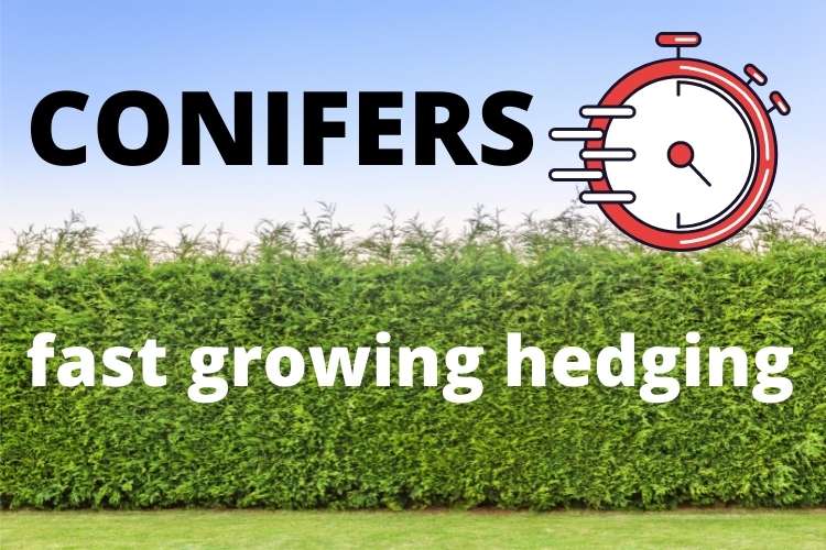 Using conifers for hedging