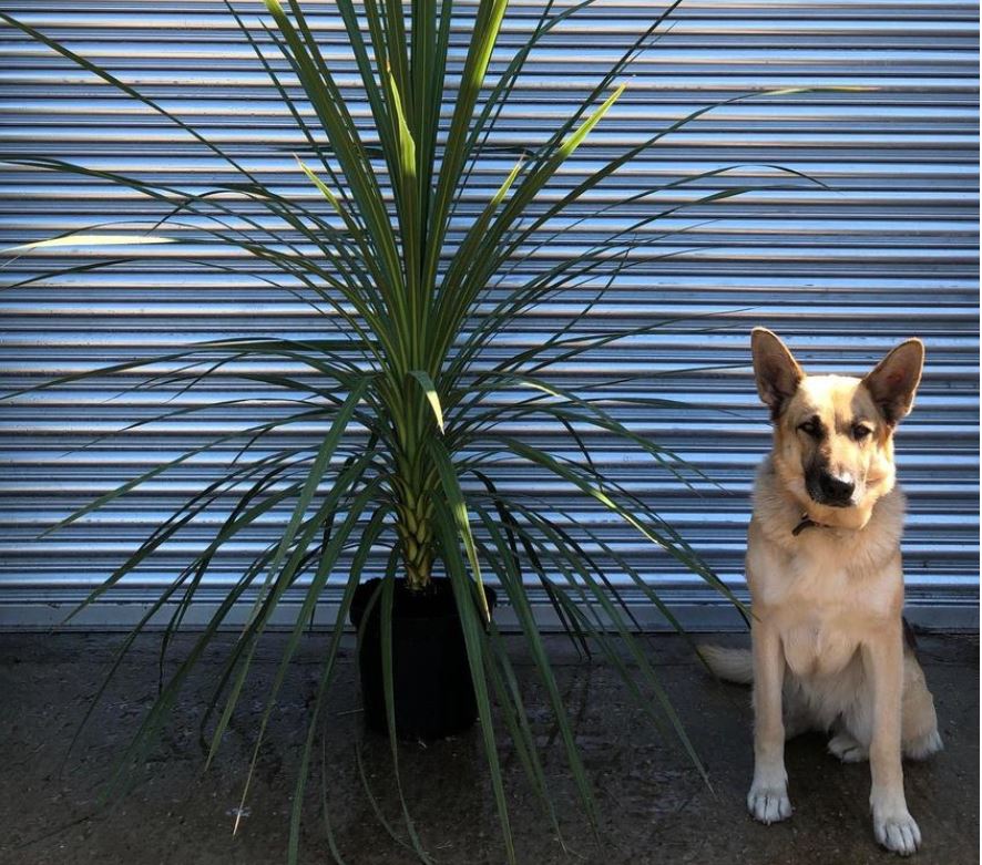 UK hardy tropical plants