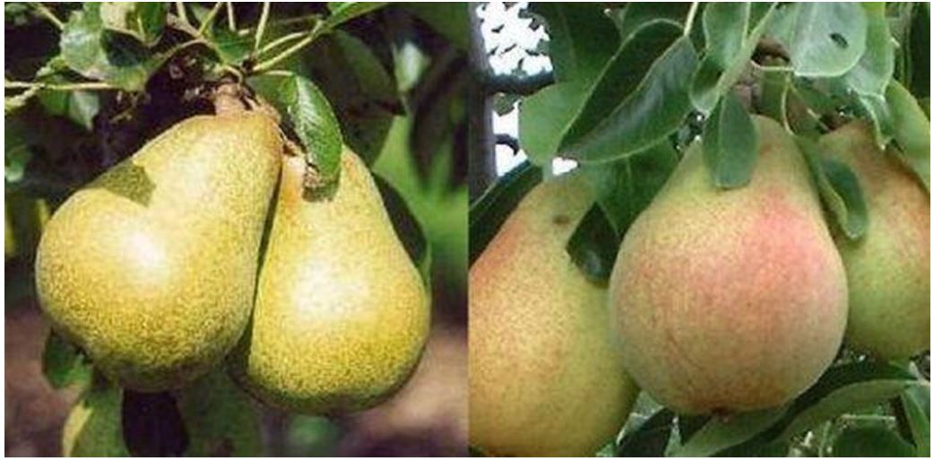 Best dwarf pear trees for small gardens