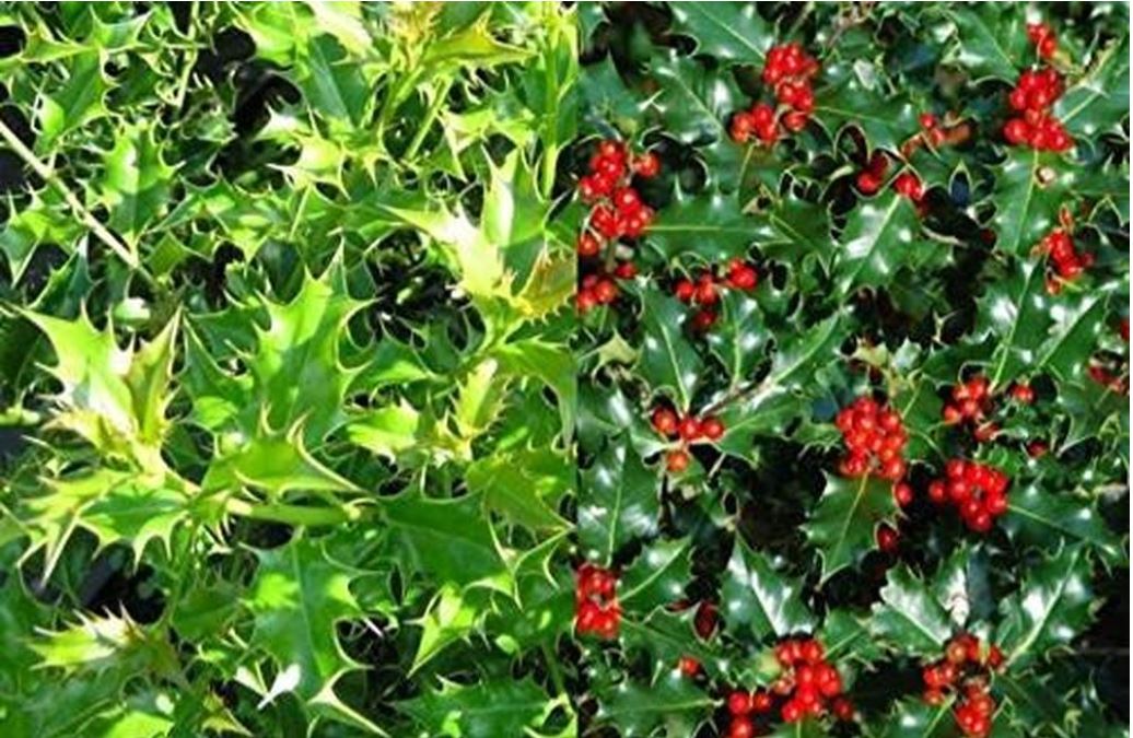 English holly hedging and why you should plant it