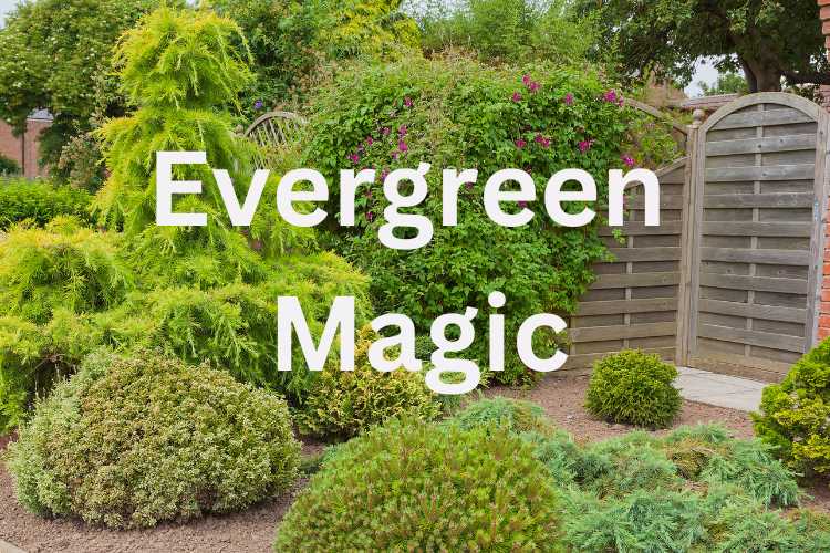 Low-Maintenance Evergreen Shrubs for Small Gardens