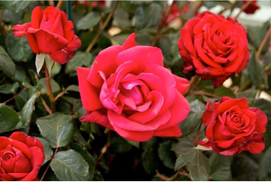 How to prune roses - Ask the Expert