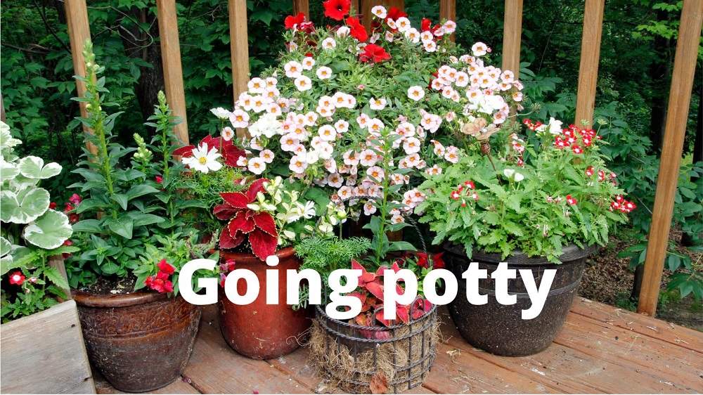 Successful container gardening – Ask the Expert