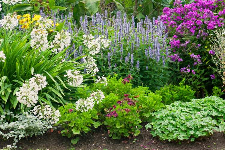 Tips on Growing Border Shrubs