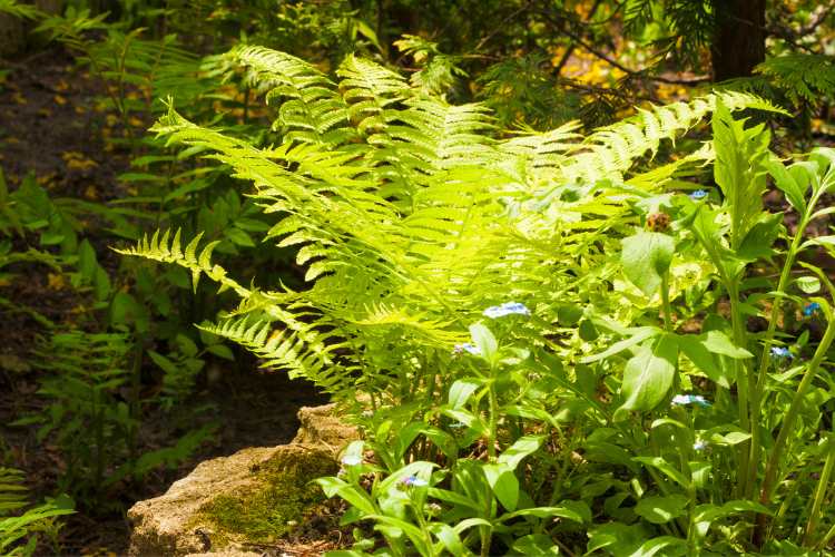 Hardy Ferns: Evergreen Elegance for Your Garden