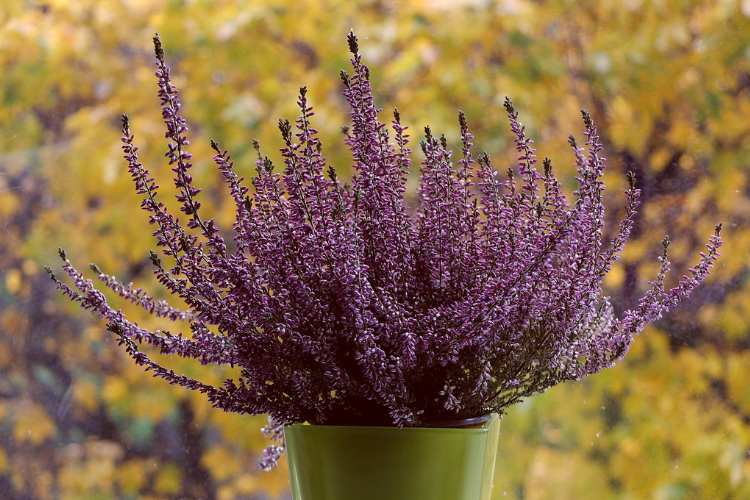 Evergreen Shrubs for Containers: What to Plant and Why