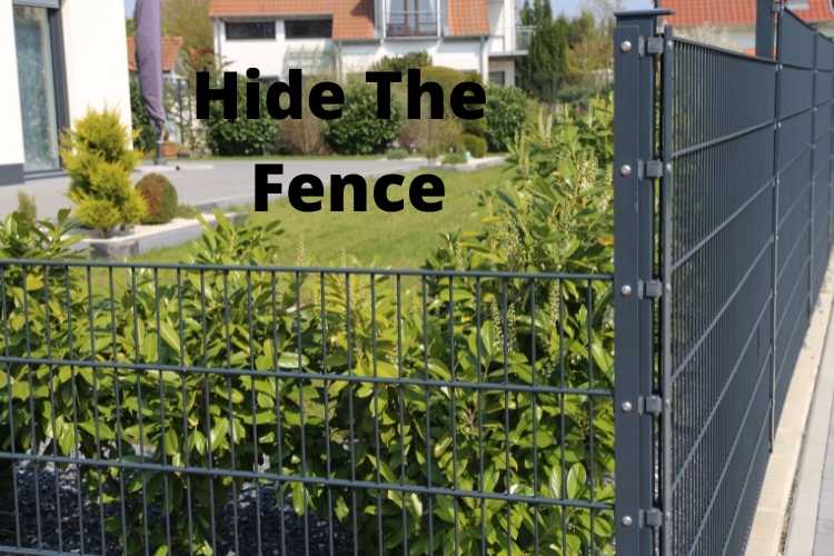 Hiding garden fence panels with garden plants