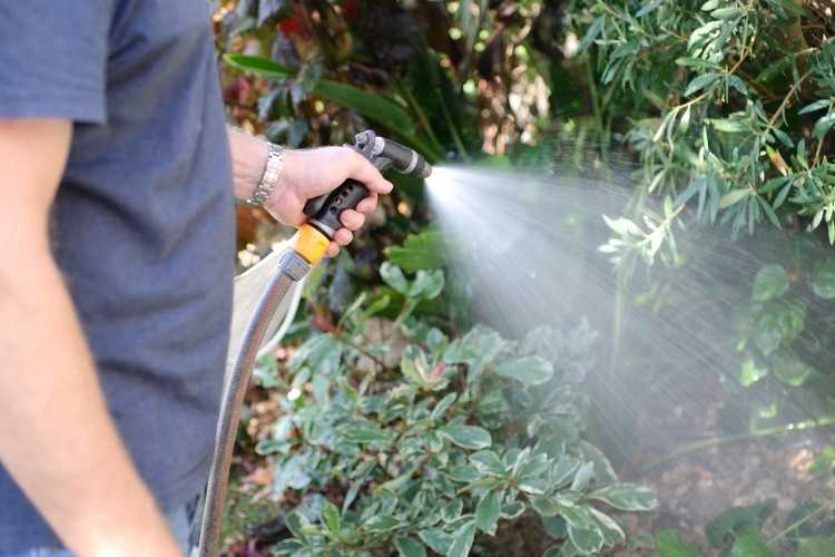 5 tips on how to water and care for your garden during a hosepipe ban