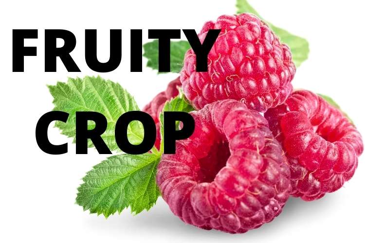 How to grow raspberries - top 10 tips