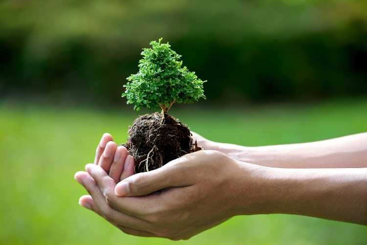 How to Plant a Bare Root Tree