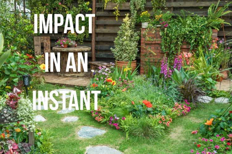 Best Plants for Instant Impact: How to Transform Your Garden Without Waiting Years