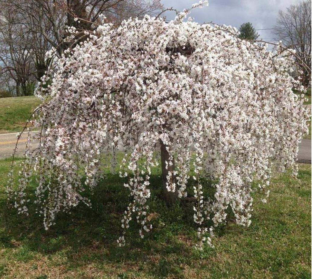 Best ornamental trees for small gardens