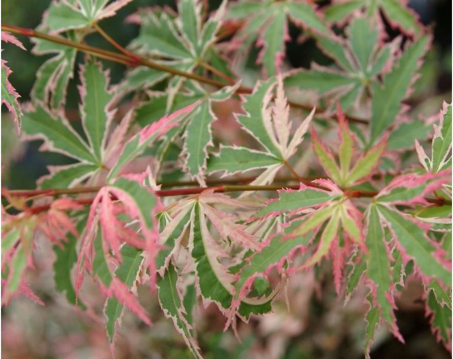 Best acer trees for small gardens