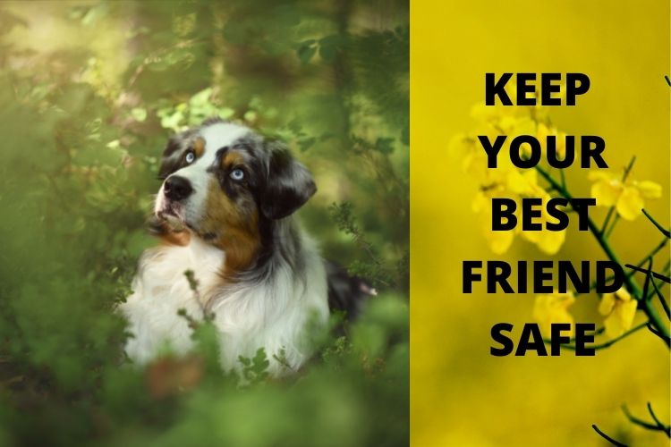 What plants are poisonous to dogs?