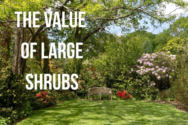 Large Shrubs for Instant Impact
