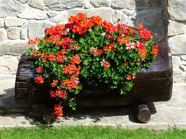 Plant container gardening 